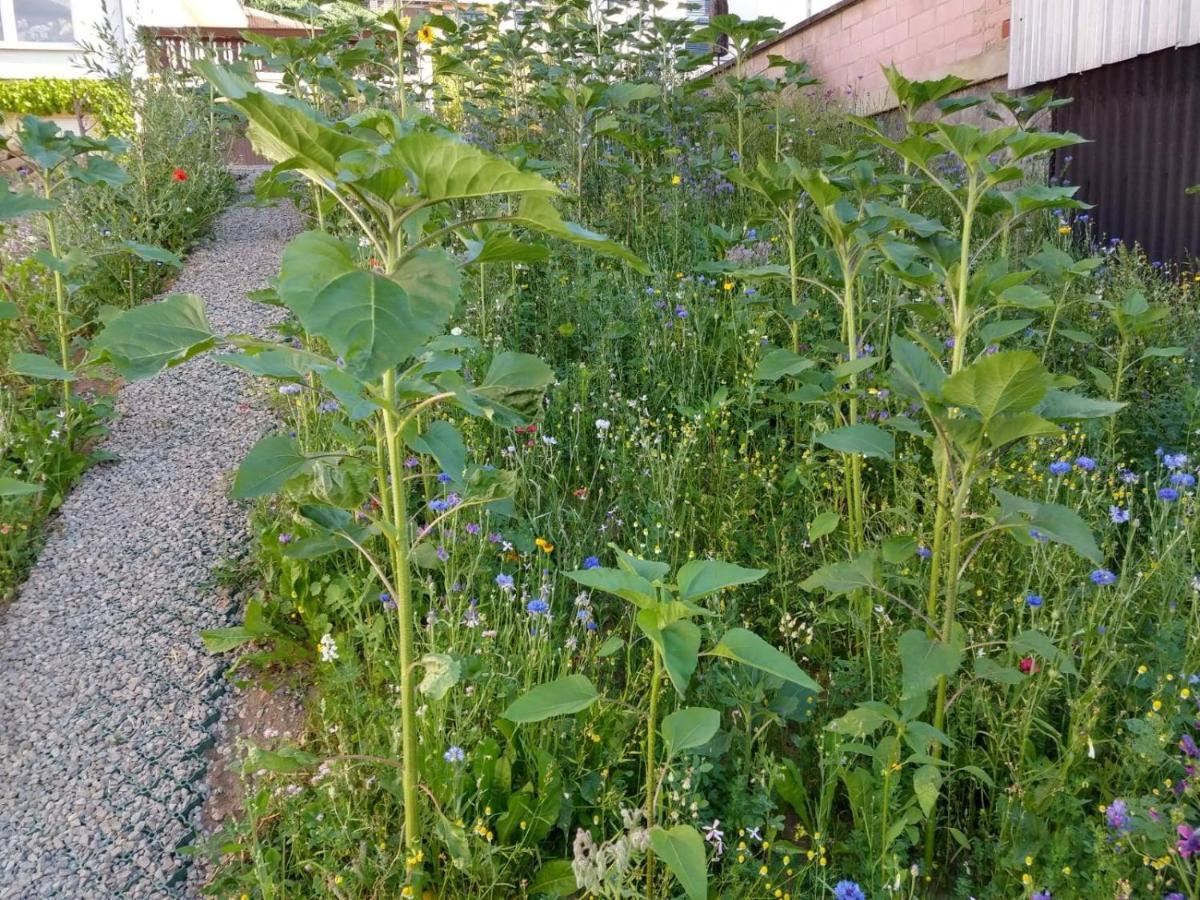 Ferienhaus Fraeulein Frenz بولندورف المظهر الخارجي الصورة